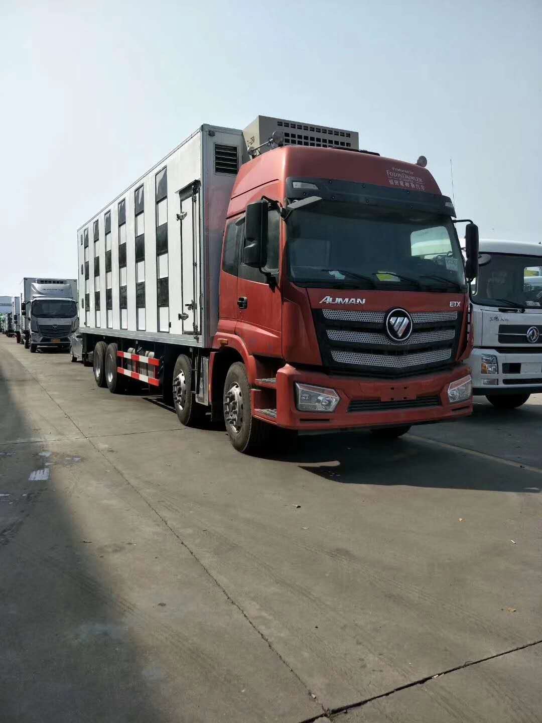 生猪调用专用车欧曼前四后八豪华运猪车是城市城际物流运输市场的必备