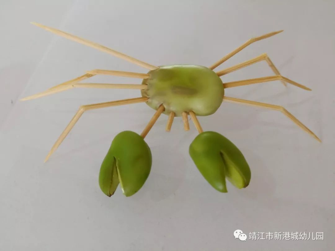 新港城幼儿园学习故事蚕豆丰收了