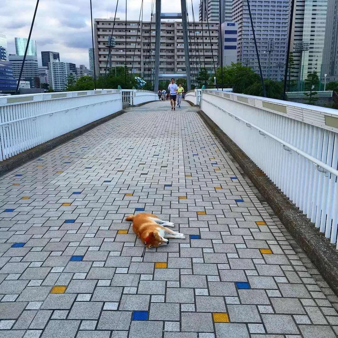 带狗砸去环游世界，这货却只想睡觉，景点全部躺着打卡