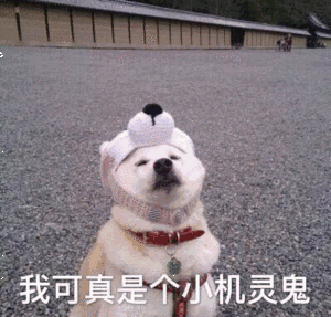 520用你的专业说一句情话