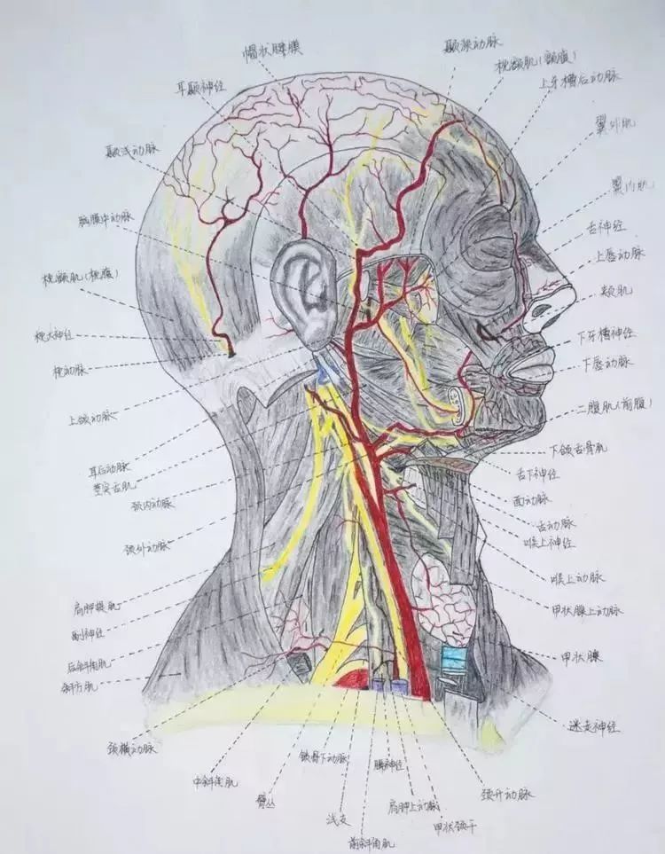 高校學生手繪解剖圖走紅網友被學醫耽誤的靈魂畫手