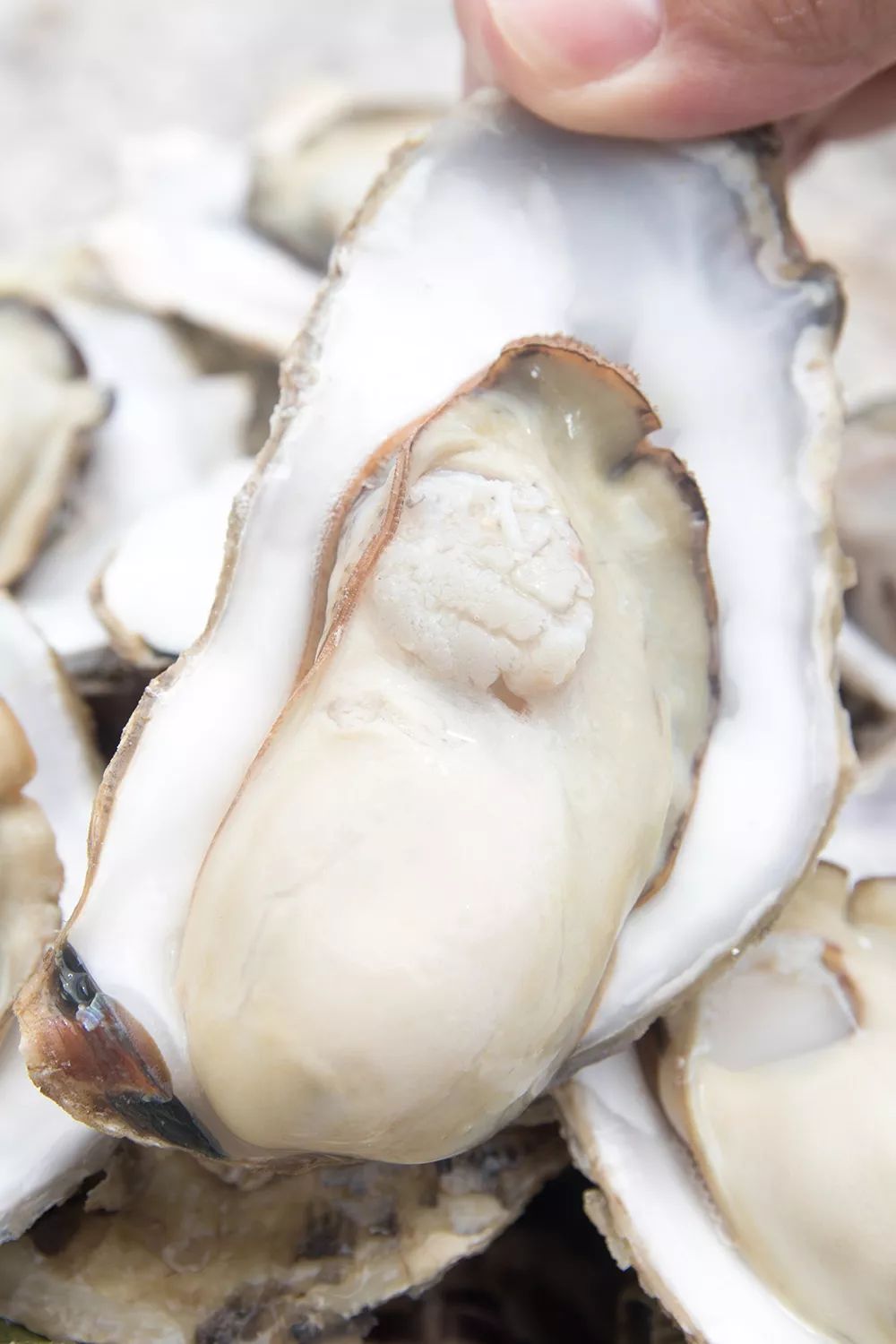 东山岛深海生蚝1只1元起冷链直送到家