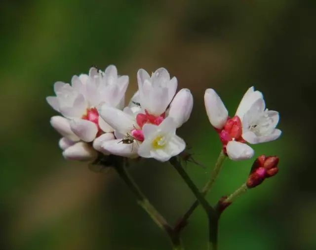 頭花蓼花