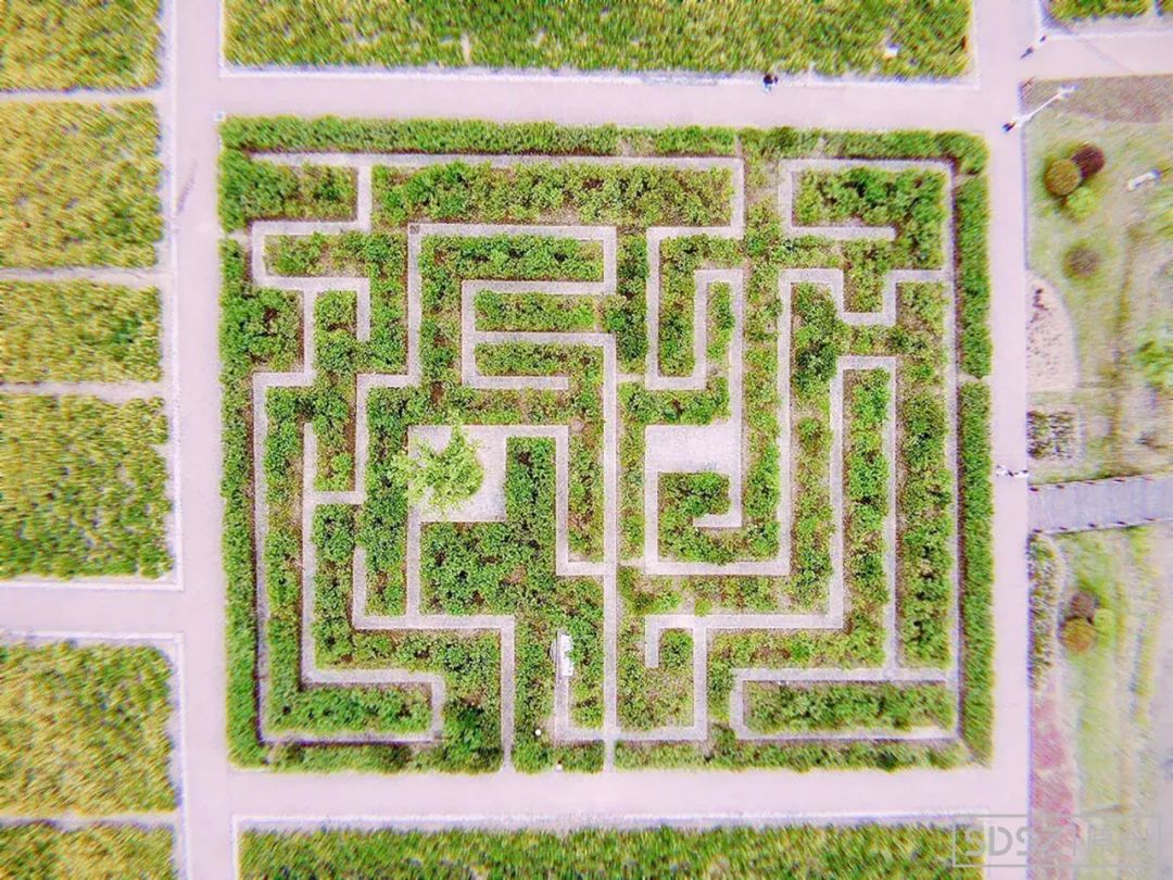 美醉!苏州"北海道"最佳观赏期到了,最重要是免费