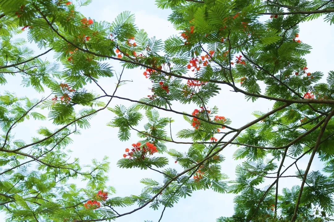 关于凤凰木凤凰木(学名:delonix regia),又名影树,凤凰树
