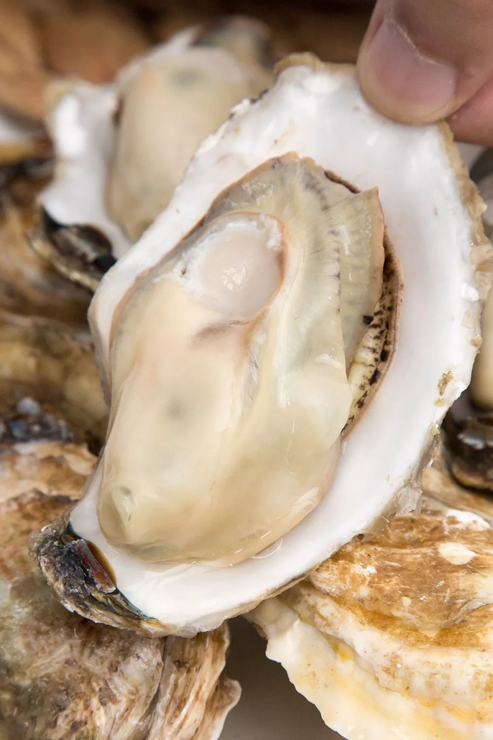 东山岛深海生蚝1只1元起冷链直送到家