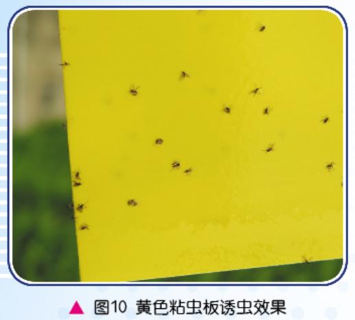 韭菜迟眼蕈蚊韭蛆绿色防控技术