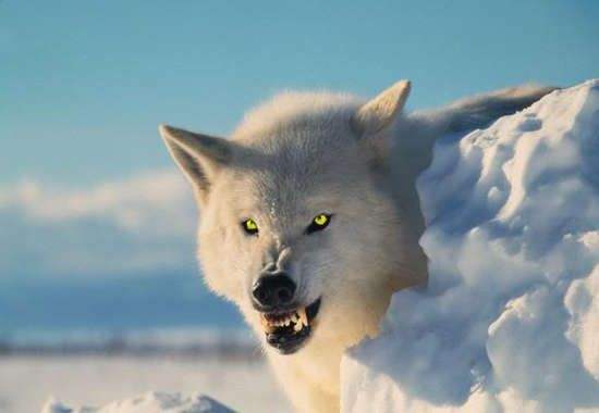 寓言故事狼与鹭鸶别玩火与罪恶同行难有好结果