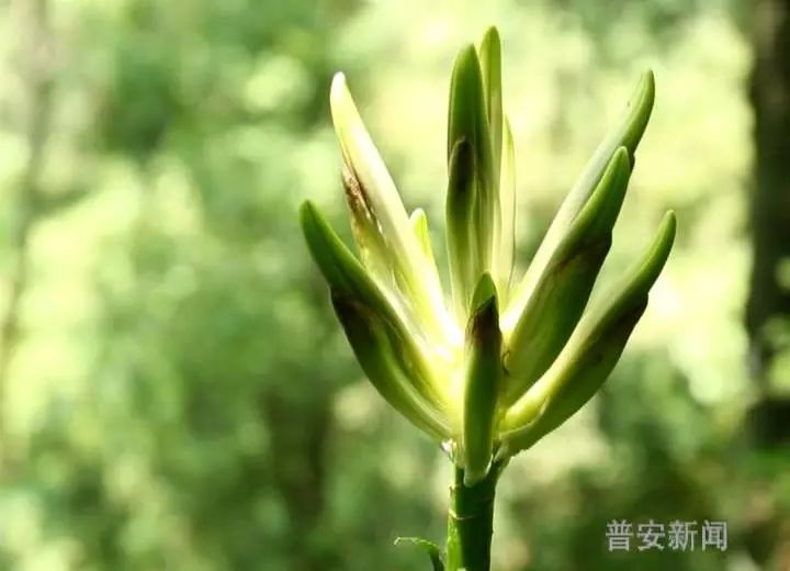 普白林场野生大叶百合大面积绽放香飘古茶聚居地