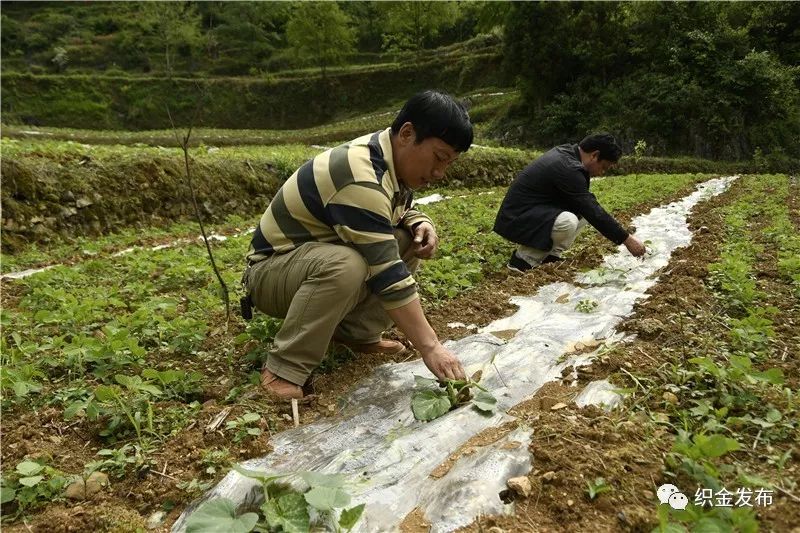 板桥镇富阳村南瓜基地.秦海艳 摄要素保障夯基础强化投入保障.