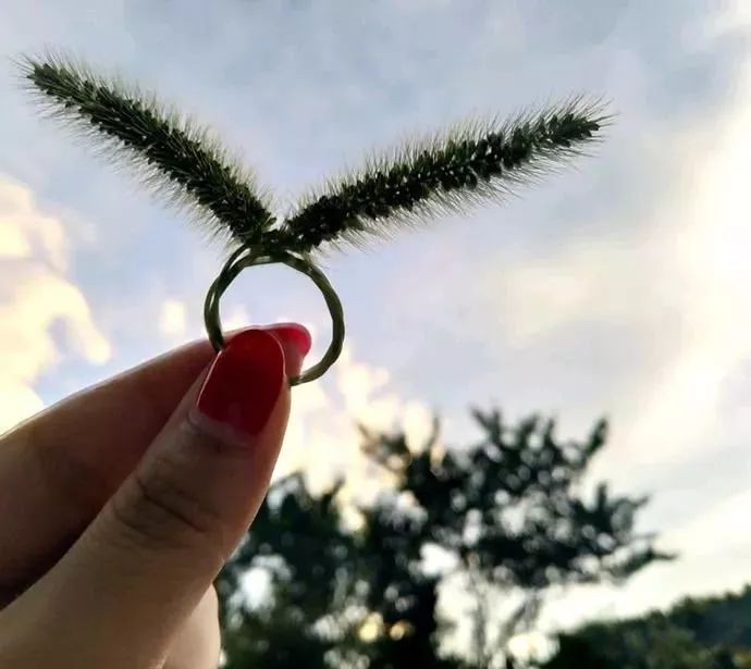 手巧的还能编成兔子小时候拿着它心里就像吃了蜜一样甜苘(qǐng)麻花