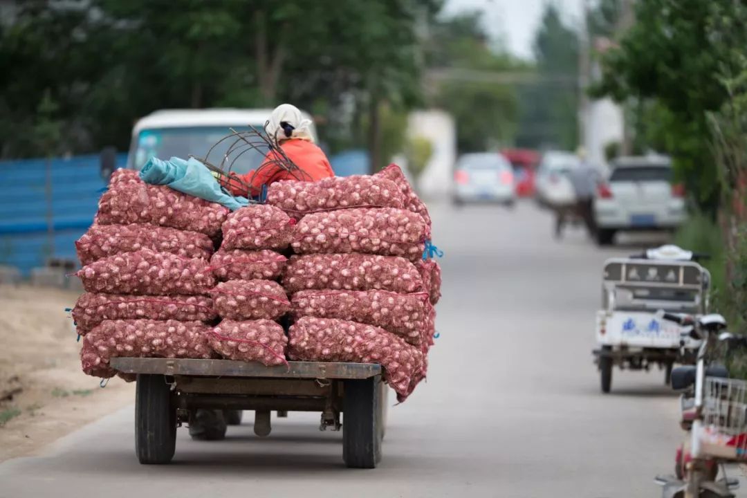 图集累并快乐着实拍金乡大蒜喜获丰收