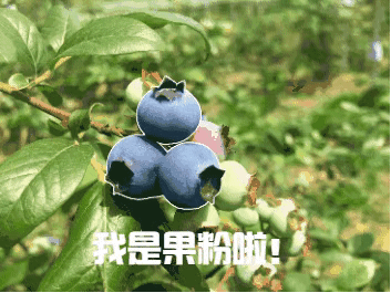 江北蓝莓上市了离吃杨梅桃子梨的时候也不远了