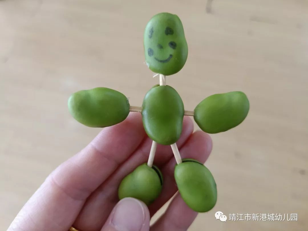 新港城幼儿园学习故事蚕豆丰收了