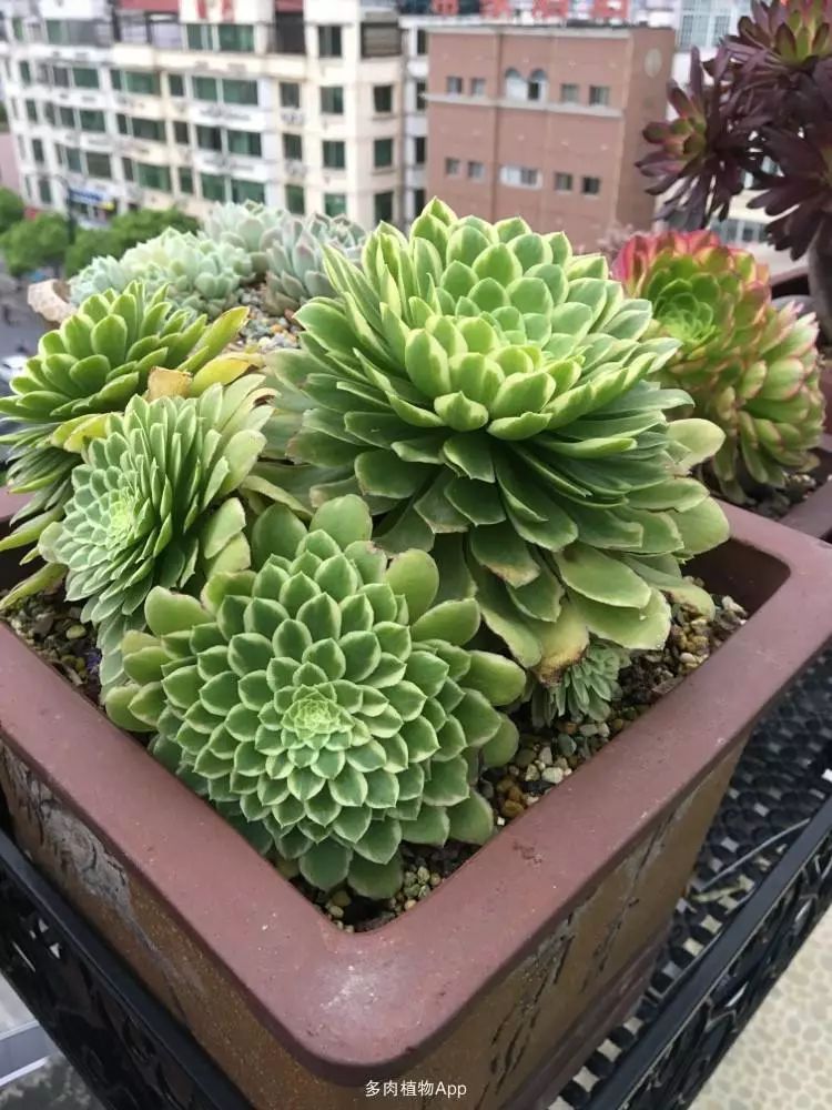 2019年法师(莲花掌)品种大全攻略