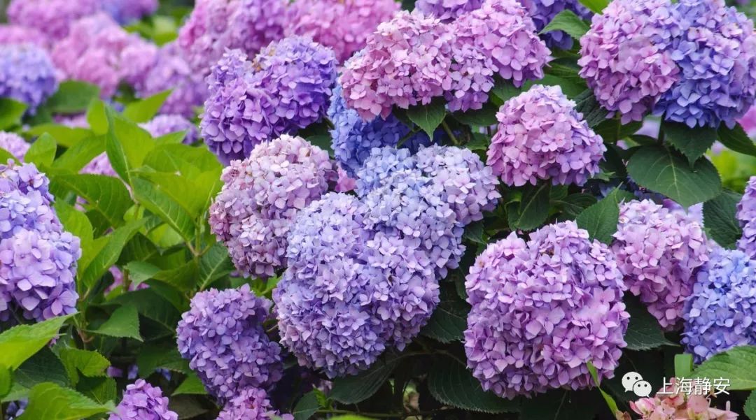 50种花修剪大全剪完就开花比施肥还管用