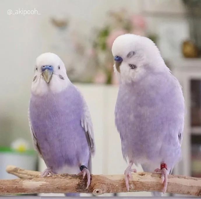 香芋色的虎皮鹦鹉这个颜色好仙好好看啊