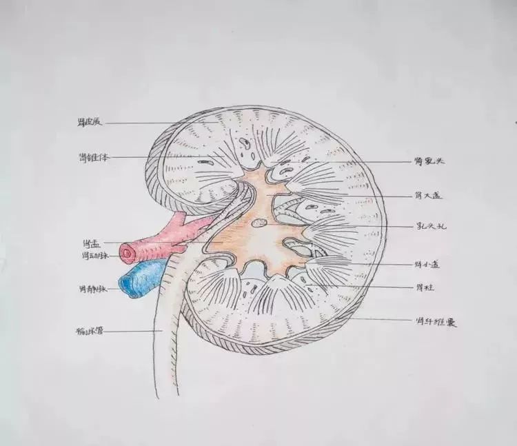 肾脏手绘解剖图图片