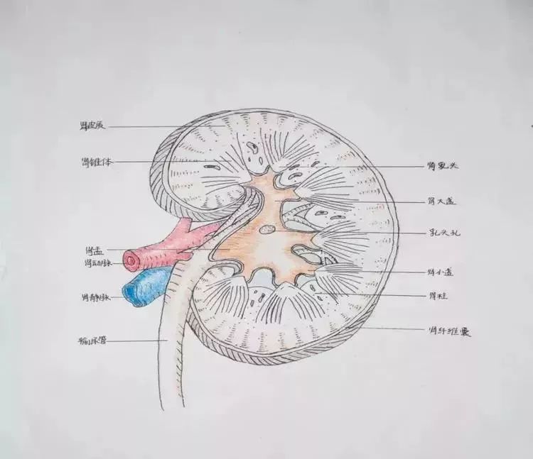 高校学生手绘解剖图走红网友被学医耽误的灵魂画手