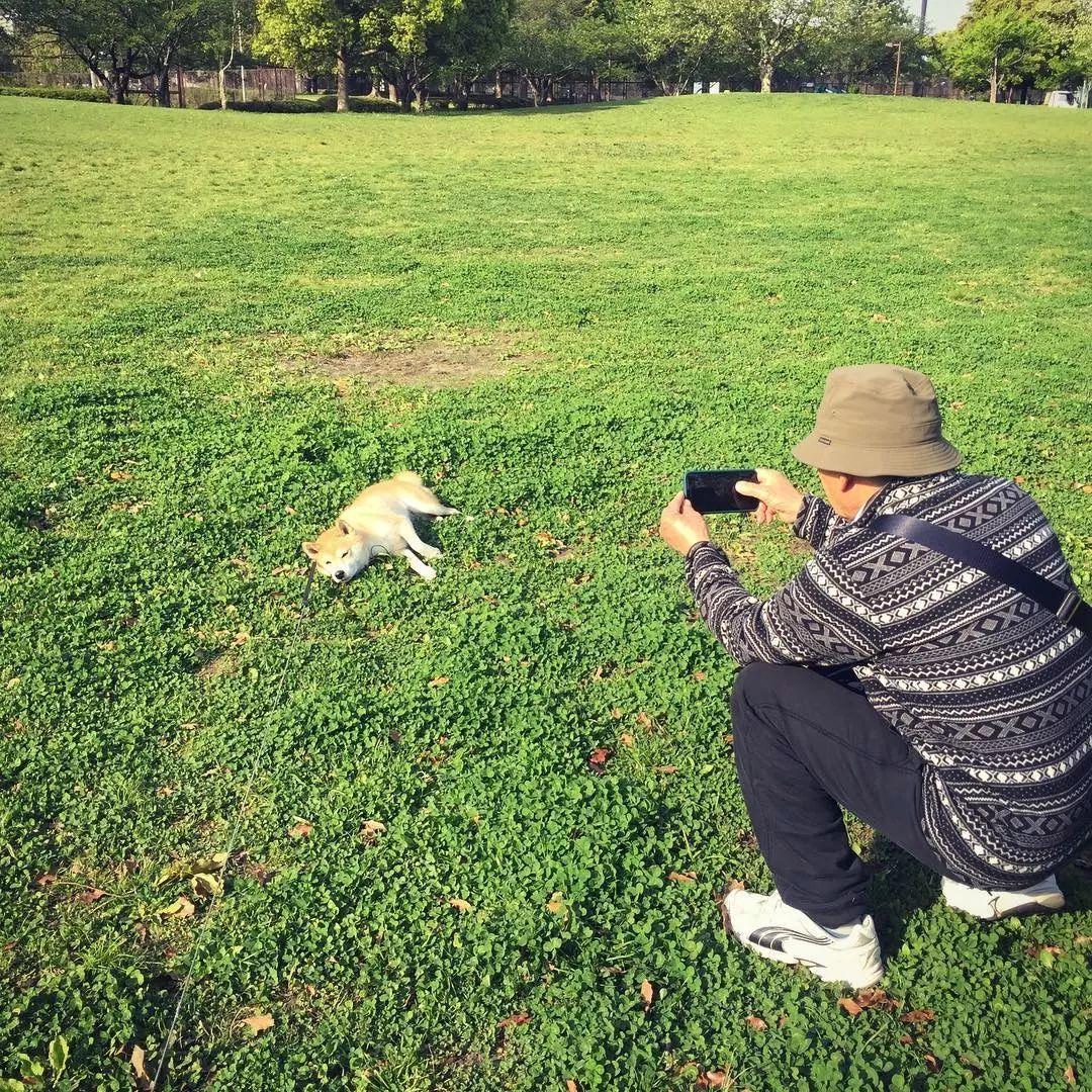 躺在景点打卡的柴犬YU