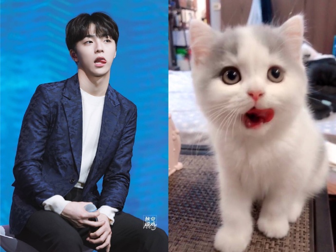 猫系男友陈立农 每一个小表情都像极了小猫咪