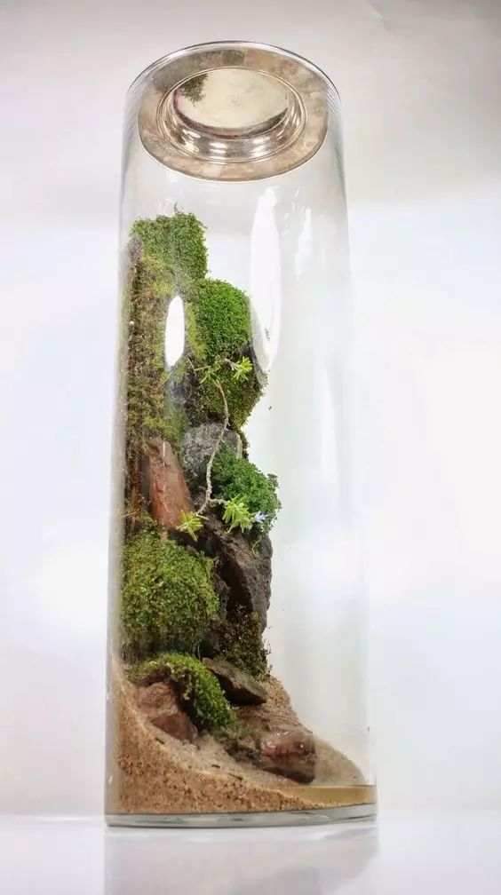 苔藓盆景微观世界精致