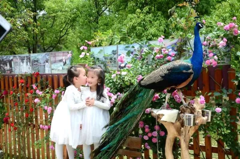 夏天来啦孔雀来啦恐龙也来啦花又开了枫林花海摆好姿势等你来保留本文