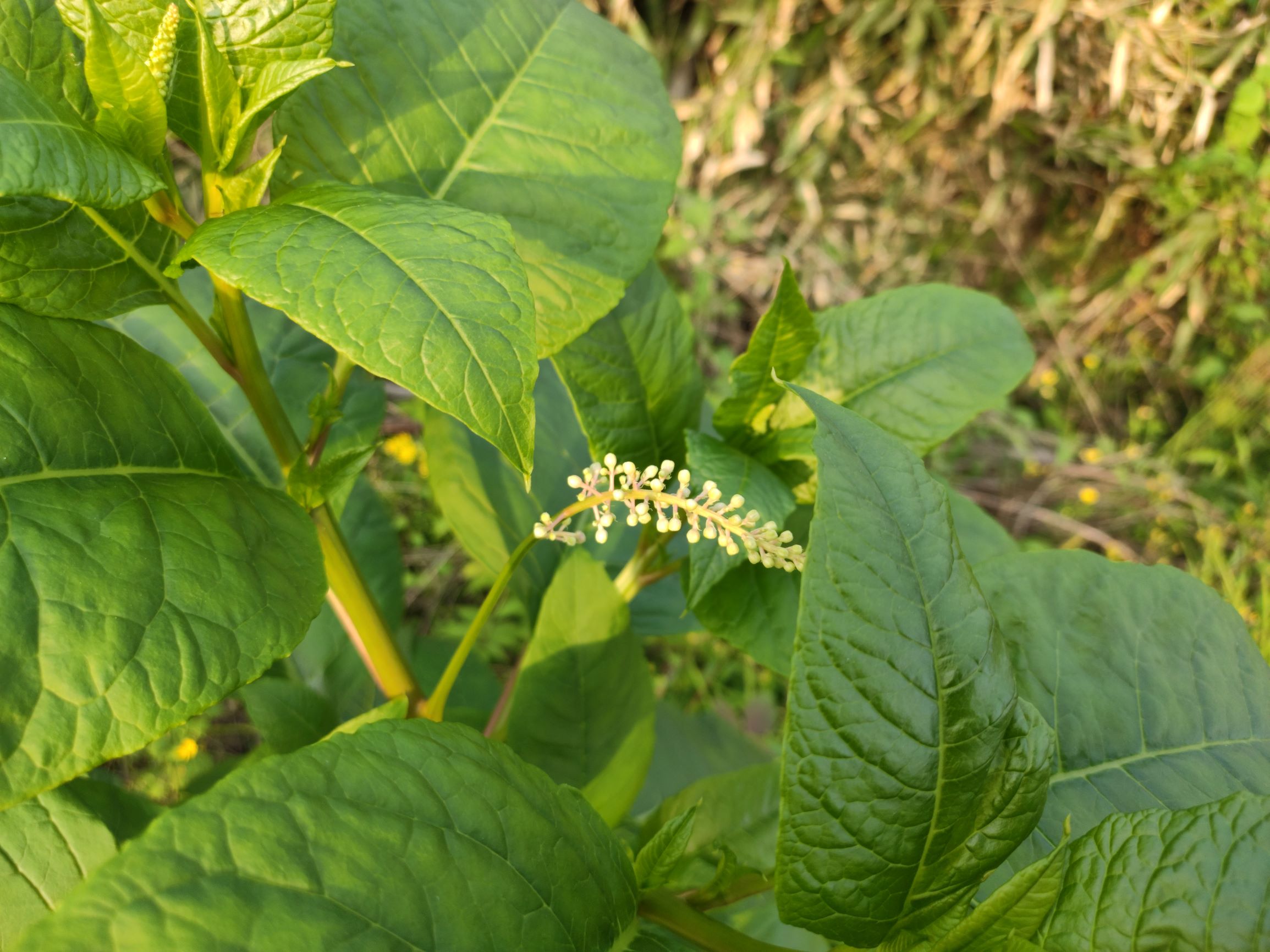 這種植物的根和土人參相差無幾作用相差甚遠誤食還有可能中毒