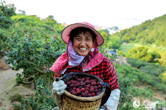 福建漳州又是一年杨梅季杨梅采摘正当时