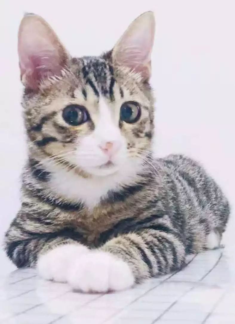 【领养反馈】它们和他们的故事