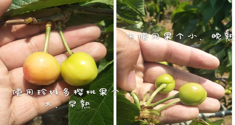 仙岛珍品惹人醉心连心套餐肥来帮忙