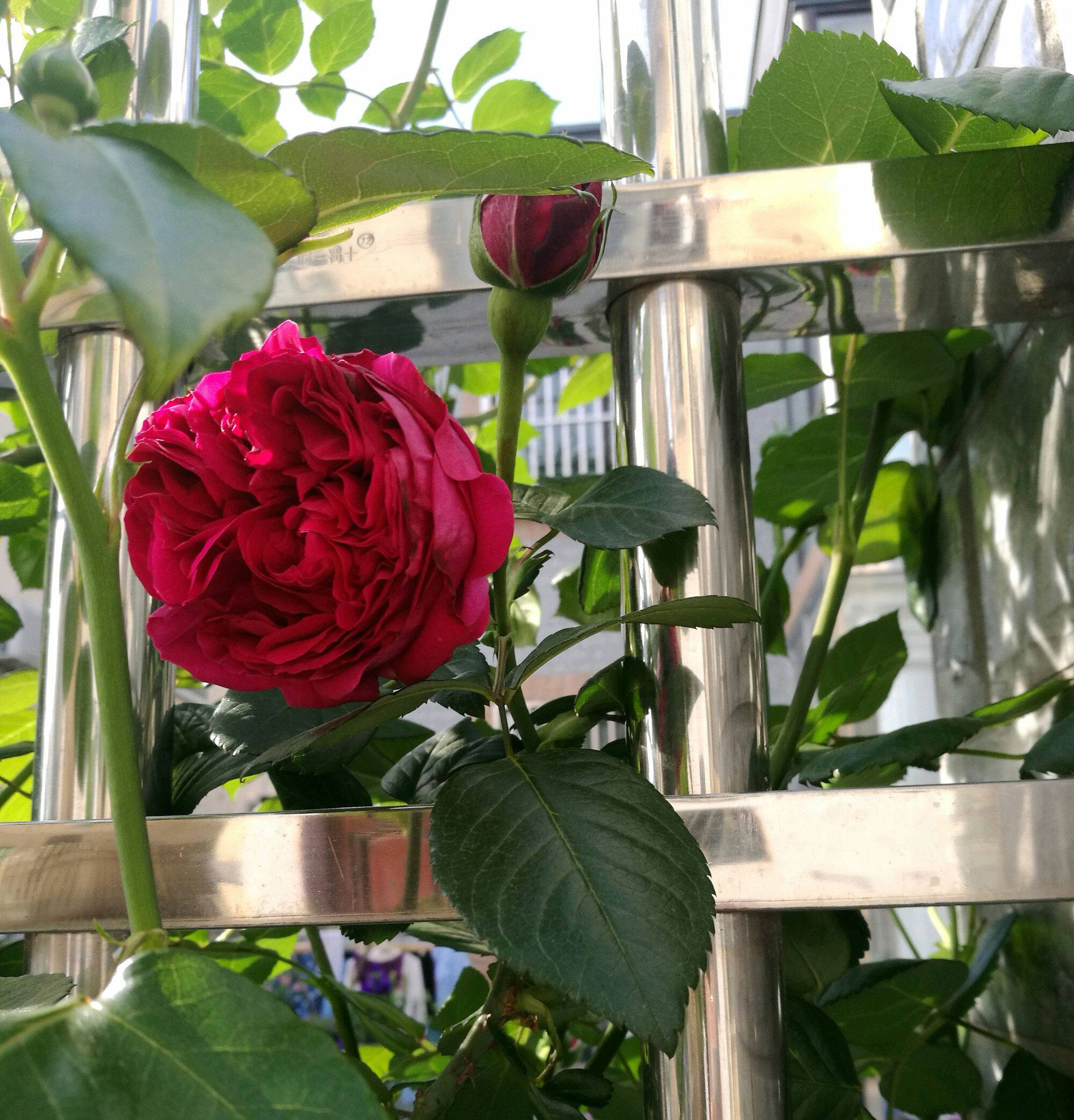 原创红龙月季花苞总是有黑斑就是不绽放是怎么回事3个原因不能忽视