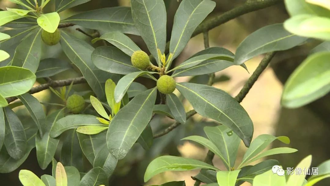 快来看看今天仙居山上的杨梅已经长这么大了