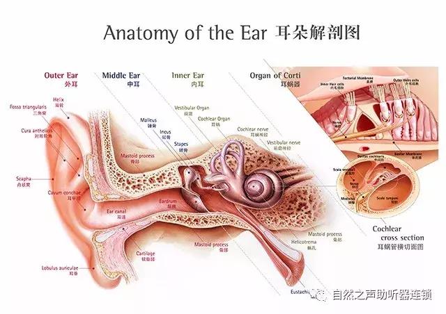 听觉的形成过程图片