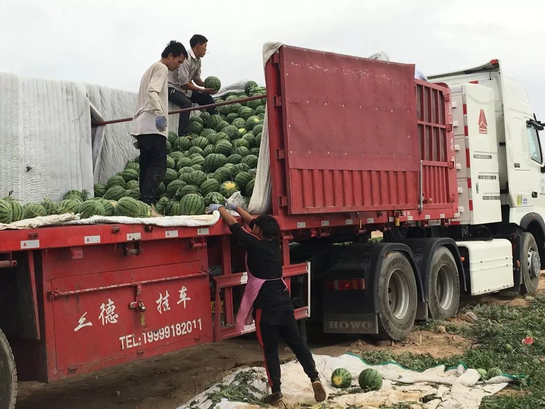 早熟大田西瓜成为村民增收的"致富瓜"