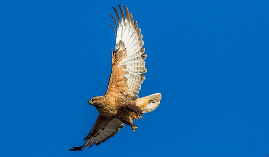 云天社澳洲分社重磅推荐罗文俊诗歌鹰8首