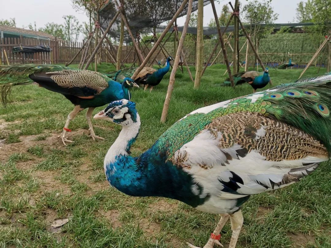 象征前程的花孔雀,大家都在这里惬意的生活象征富贵的蓝孔雀,象征白头