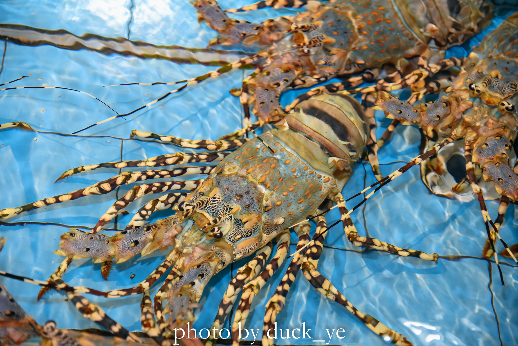 庞大的帝王蟹,色彩斑斓的彩电龙虾,各种各样的鱼儿,真的是大开眼界.