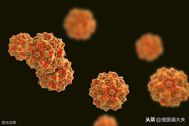 难道狗狗得了细小就没救了?其实治疗的关键在这里!_病毒