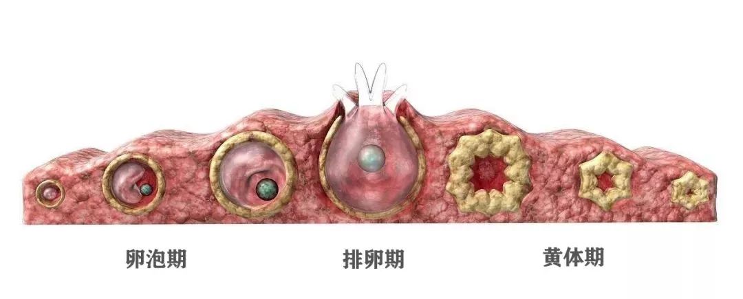 靠谱!一招判断是不是黄体破裂枝叶扶疏