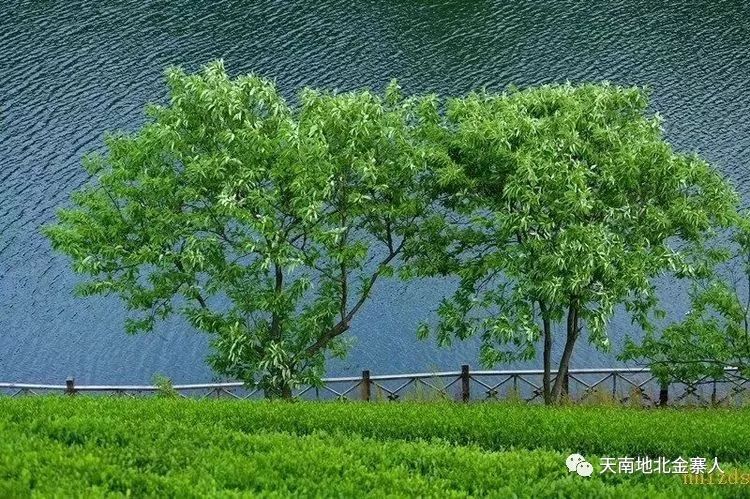 快看剛剛榮膺中國最美茶園的金寨西茶谷主題公園究竟有多美