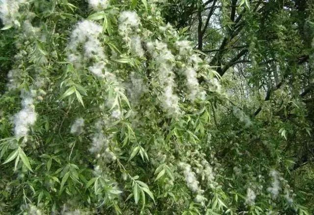 4招预防杨树花粉过敏清理误区要避免