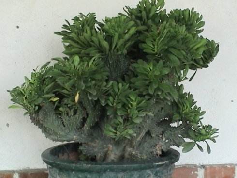 原创玉麒麟繁殖扦插和嫁接哪一种容易一些玉麒麟养护很简单