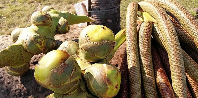 柬埔寨的水果奇形怪状敢买也不敢吃