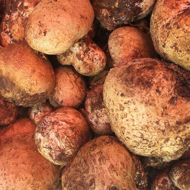 图片源自网络马皮泡这个菌子常见于云南普洱,普洱雨水多的时候,山上都