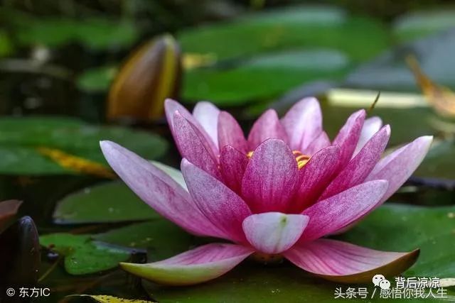 《老有老的骄傲》送给退休人的老同志们,写的太好了!