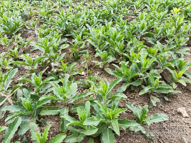 安徽亳州:小蓟产新采收正当时