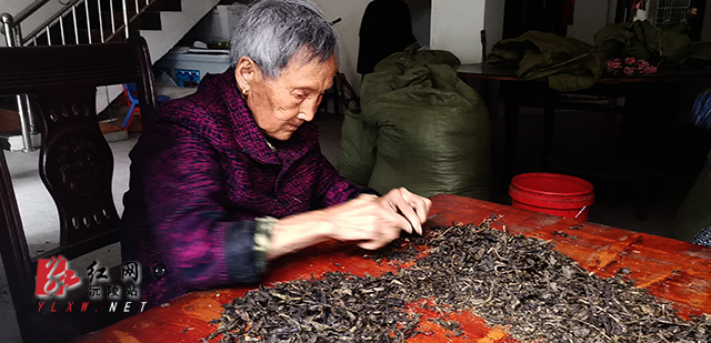 舒玉香老人在"干"茶.