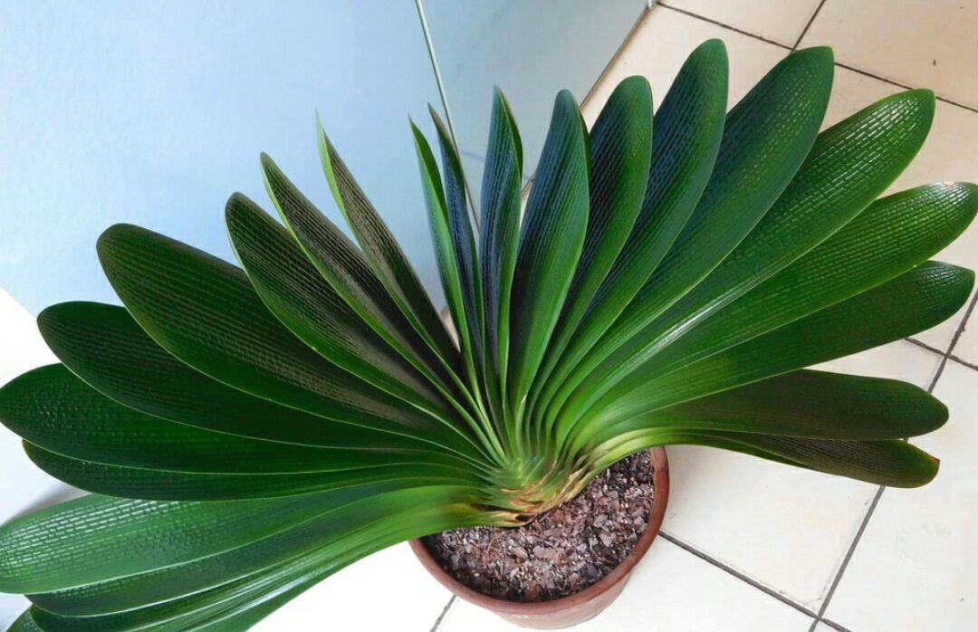 果子里面就有成熟的君子兰种子,好的君子兰品种种子还是蛮受欢迎的,用