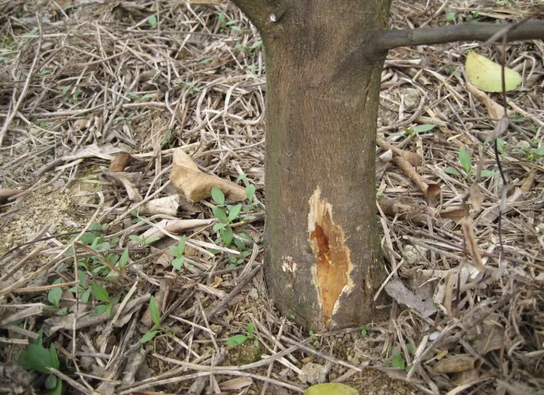 降雨连连,柑橘脚腐病警报拉响!